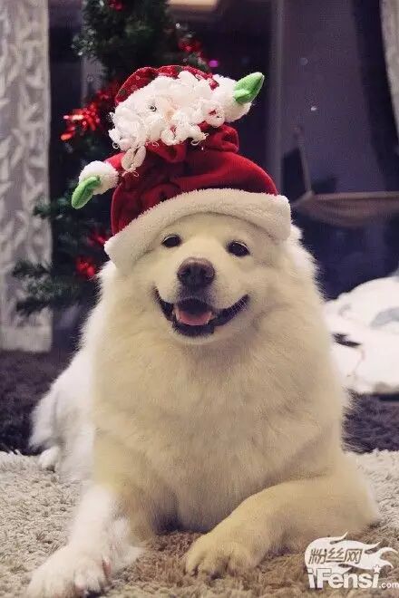 妞妞怀孕上热搜?还记得王思聪的王可可与韩寒家的小马达并列的雪橇三傻网红贵族吗?-怀孕期