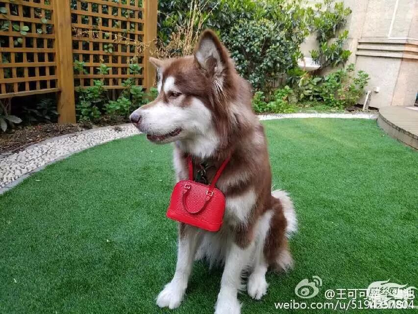 妞妞怀孕上热搜?还记得王思聪的王可可与韩寒家的小马达并列的雪橇三傻网红贵族吗?-怀孕期