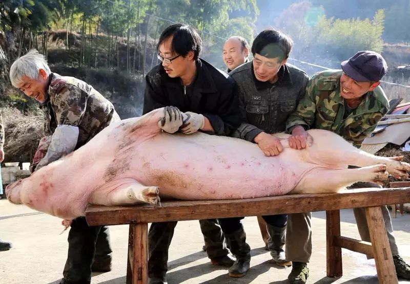 内江杀年猪现场好火爆,勾起你的回忆了吗?求围观