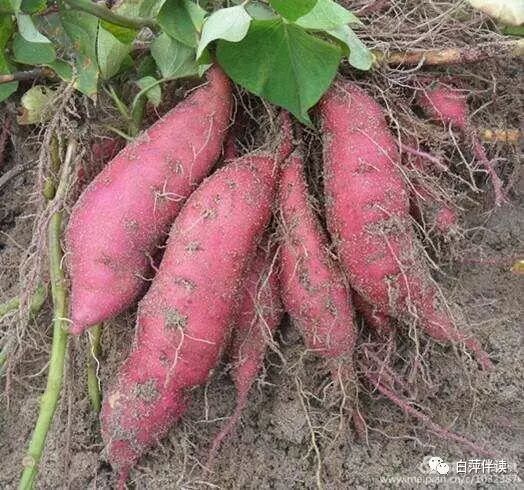 家乡的粯子粥 家乡的粯子粥