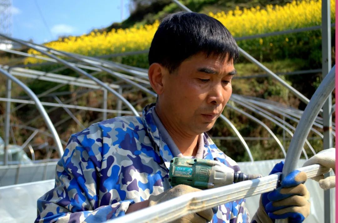 工人抓紧修复被大雪压坏的育苗大棚摄影 易秉荣本庄镇葛商屯村辣椒