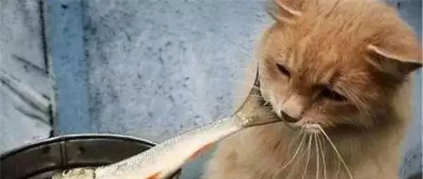 铲屎官家的橘猫，每天不想着如何捉老鼠，就想着摸鱼