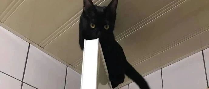 猫咪爬到门上下不了，不想救了，自己想办法吧