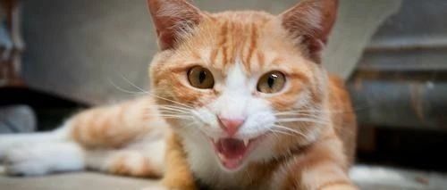 橘猫和狸猫打架，打了没几秒，橘猫就发现打不过了