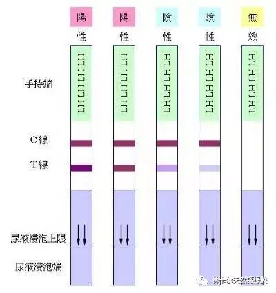 林卡尔天然钙备孕知识—用排卵试纸判断排卵期