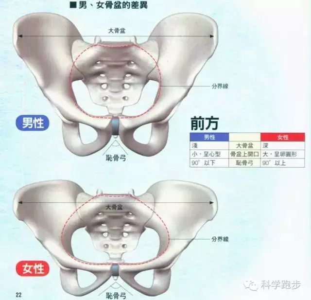 这就会导致外展肌群控制髋关节的能力不足,骨盆出现左右倾斜或扭转