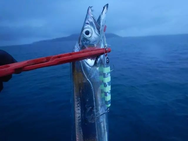 白帶魚 終於可以回答 生吃帶魚是什麼樣的感受 了 丸食堂 微文庫