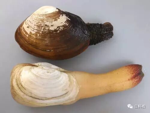 海松貝 挖掘技術哪家強 也許不用找藍翔 丸食堂 微文庫