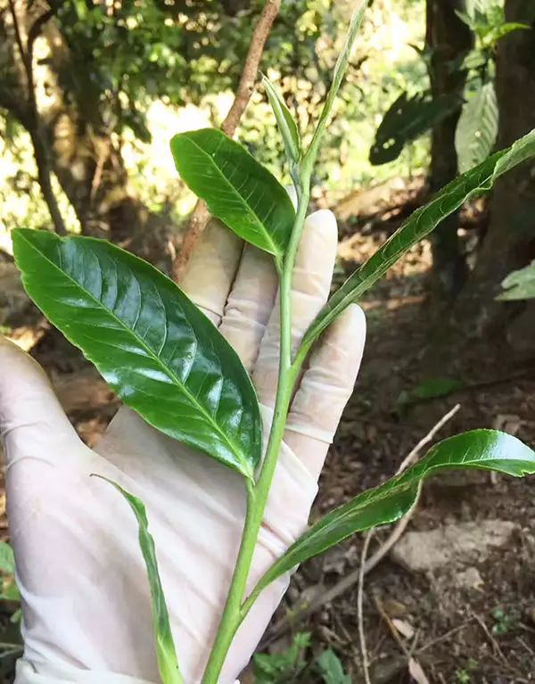 2017年头波早春,易武麻黑古树茶,茶中皇后,蜜韵麻黑