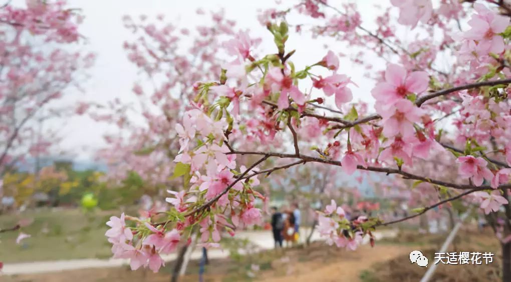 3月12日樱の之恋丨华南最大樱花文化节天适樱花园赏樱花丨摄影之旅