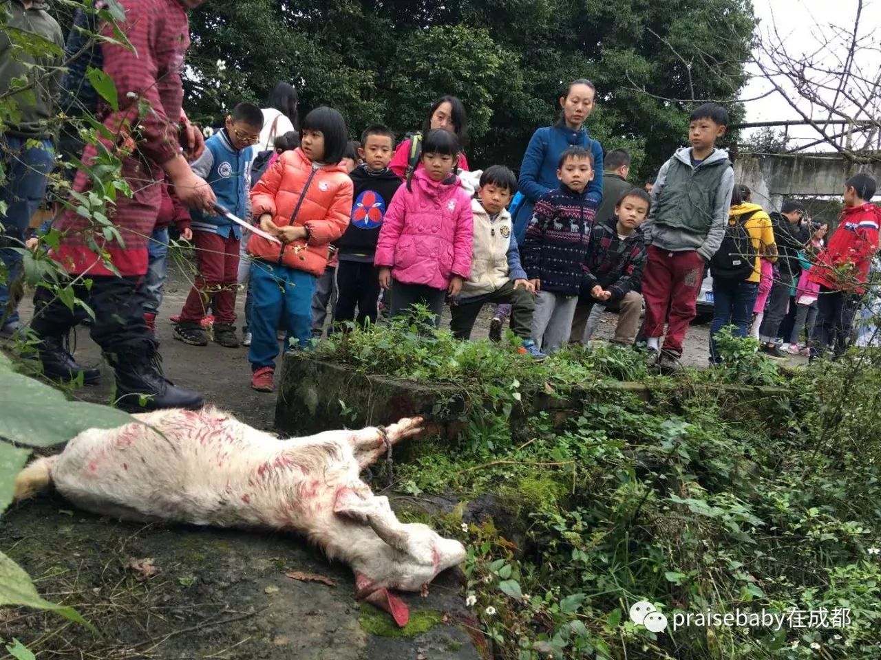 在人的手下默默无声羊被牵走时的肃穆表情同一张照片的不同角度杀羊前