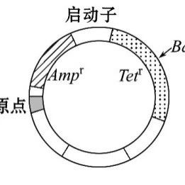 限制性核酸内切酶的特点