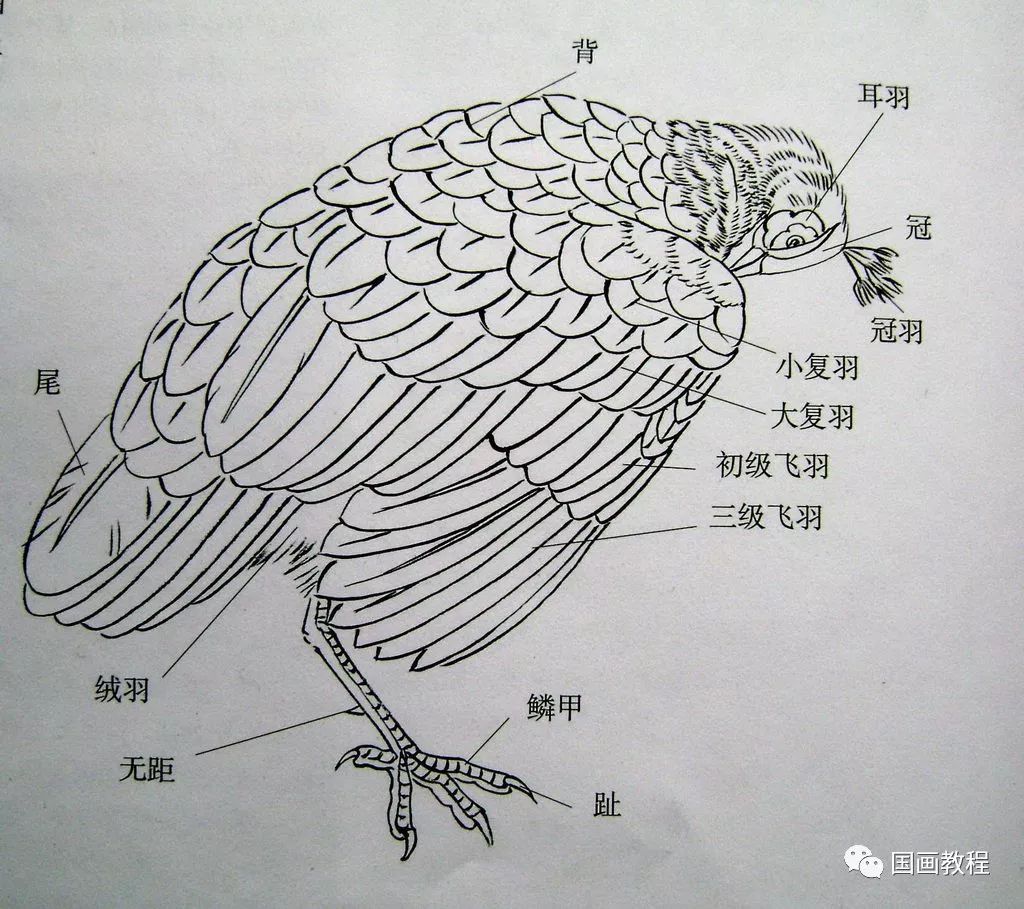 孔雀各部结构说明