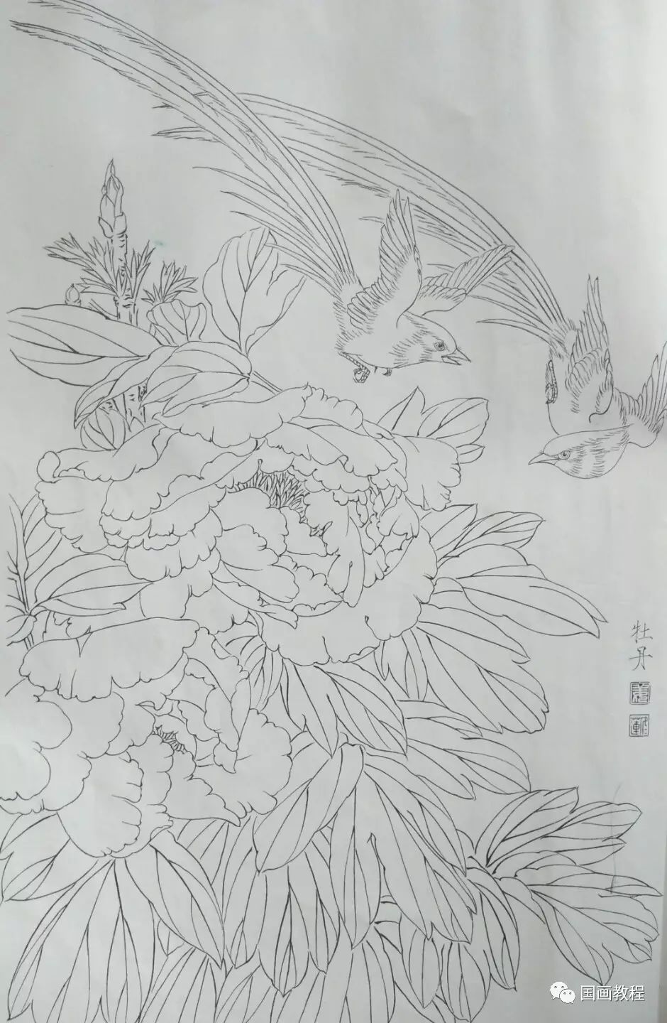 【21天线描训练营】牡丹荷花线描稿