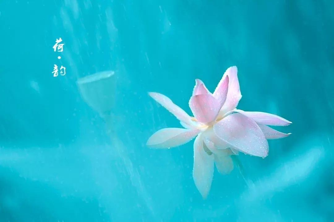 经典音乐:一曲《无尘》静心曲,洗净天下烦忧心