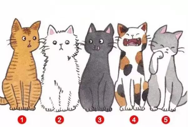 五只猫选一只，测出你在别人眼中的印象，准爆！