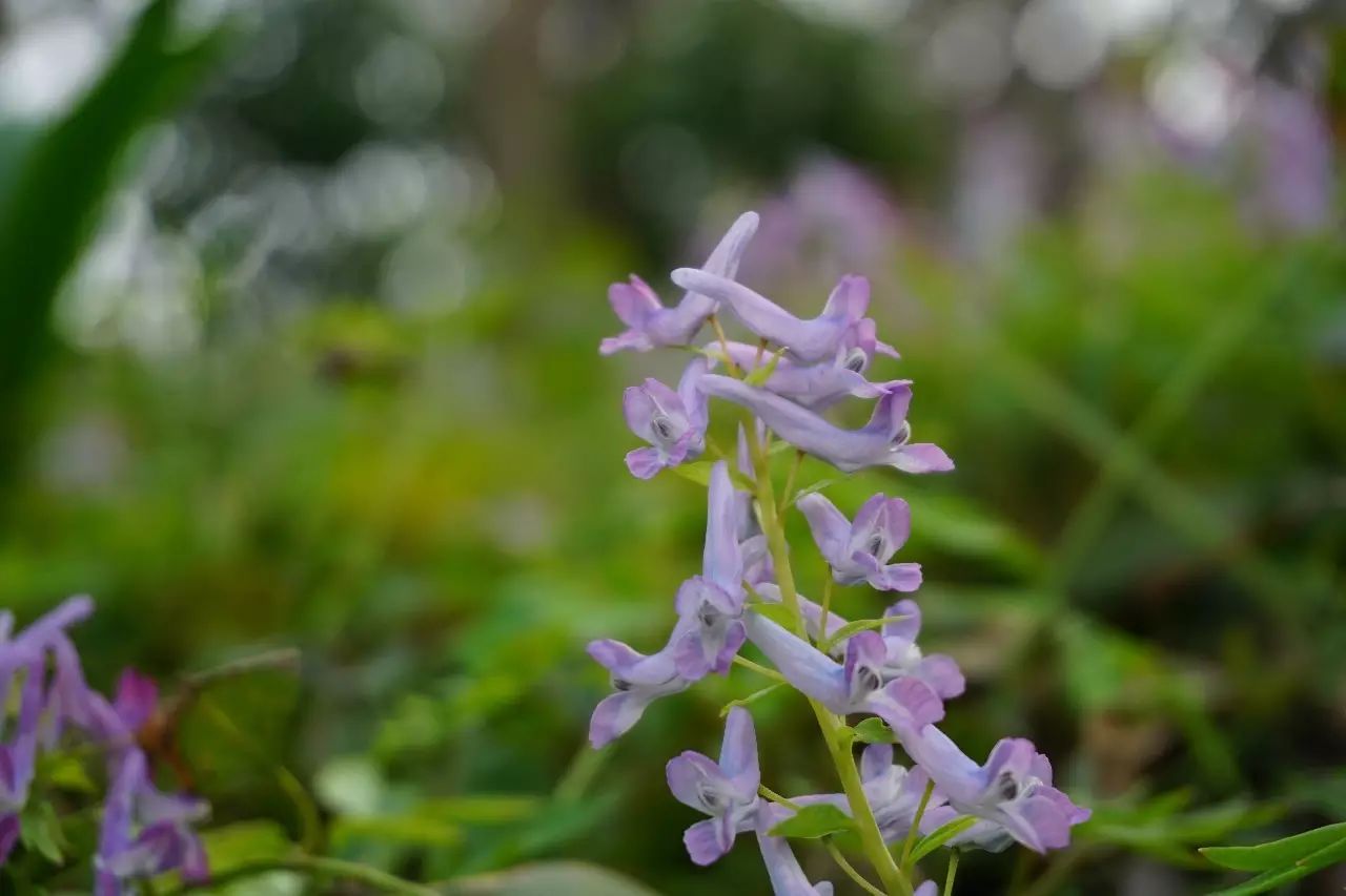 yanhusuo看这个拉丁学名)和夏天无(corydalis decumbens,刻叶紫堇