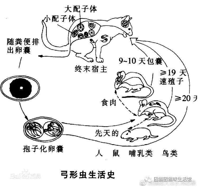 困猫团养猫小知识-----弓形虫病 - z081121的主页