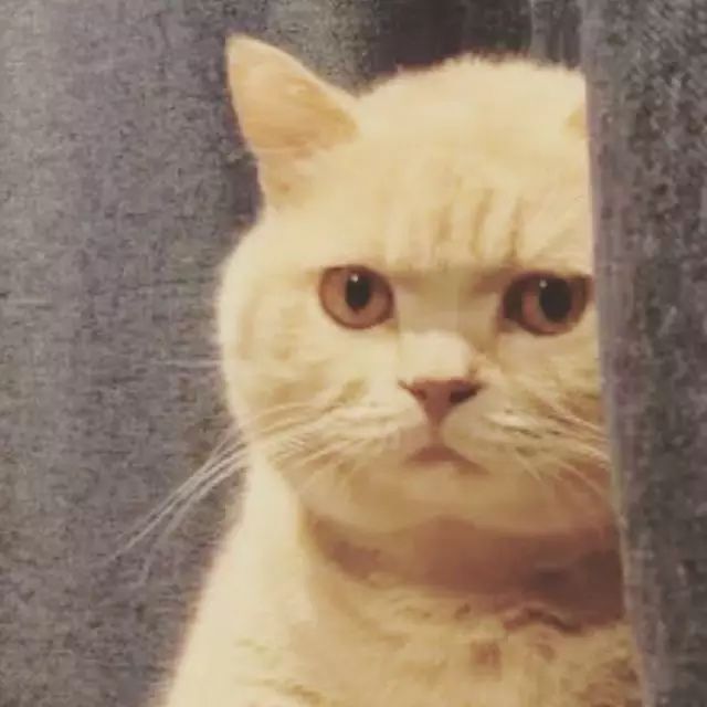 咖喱最开始走红于表情包界,的〔橘猫凝视〕本尊.