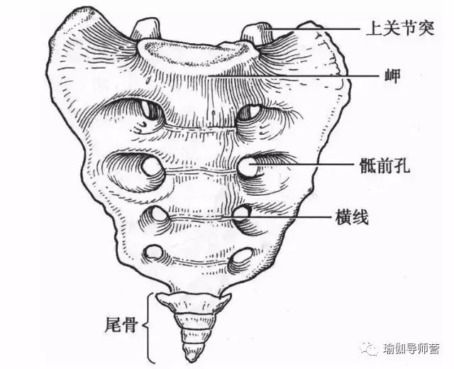 解剖因素 尾骨在脊柱的最末端,是代表尾巴的退化器官,由后面的3至5块