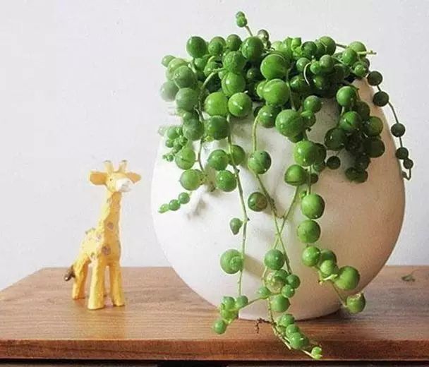植物百科 | 珍珠吊兰
