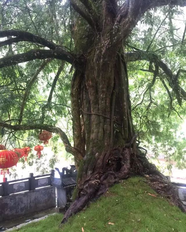 文成铜铃山惊现"三树同根",树龄813年!