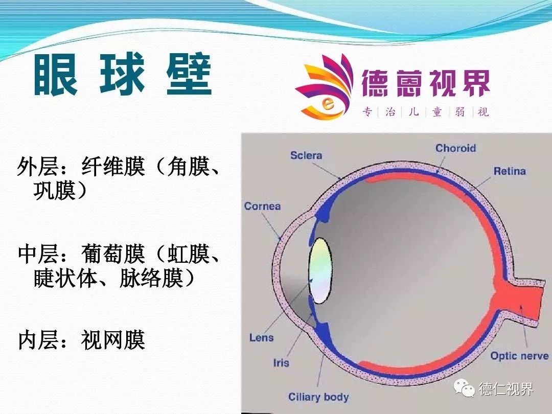 眼球结构解剖