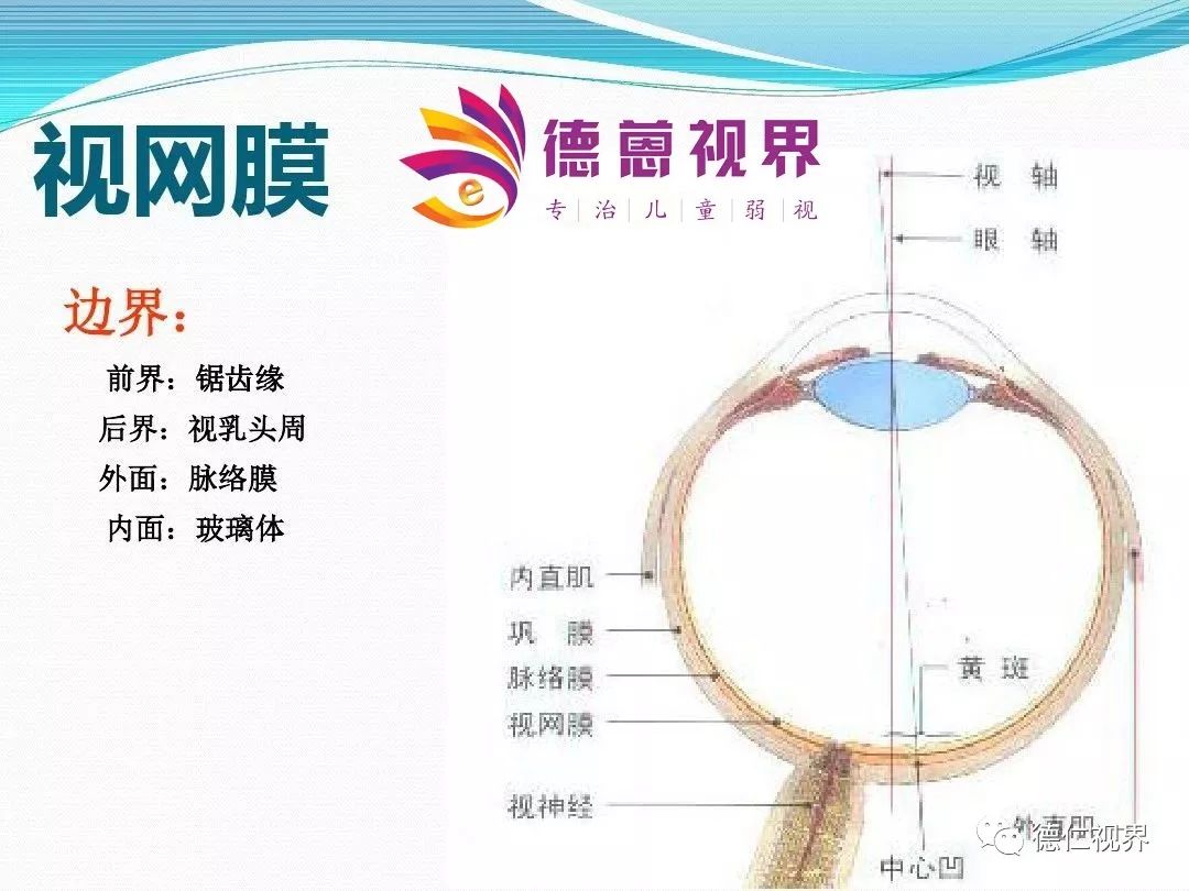 眼球结构解剖