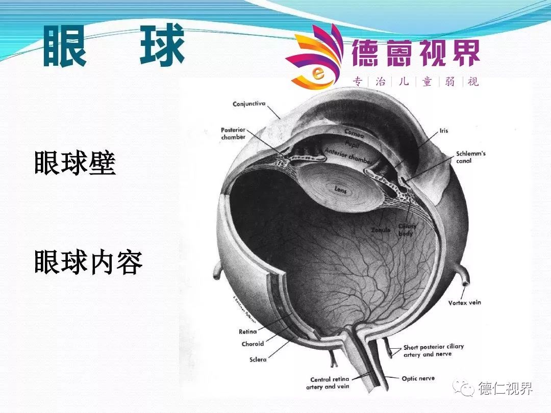 眼球结构解剖