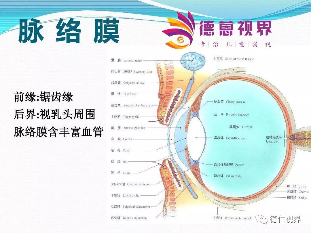 眼球结构解剖