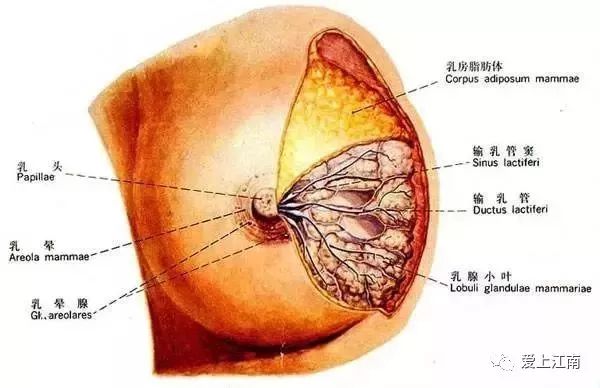 通乳之后再次堵奶,难道是催乳师手法不对?