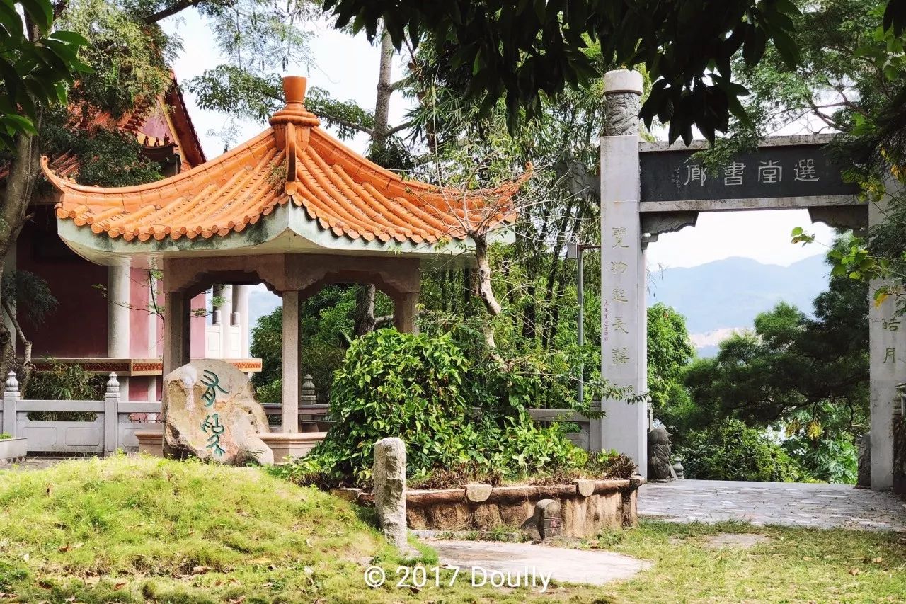 某师姐指着这棵古榕树骄傲地对我说,「瞧,这就是金山古松~」 不幸的是