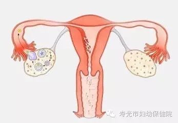 【备孕知识】卵巢健康才能孕育质优卵子-怀孕期