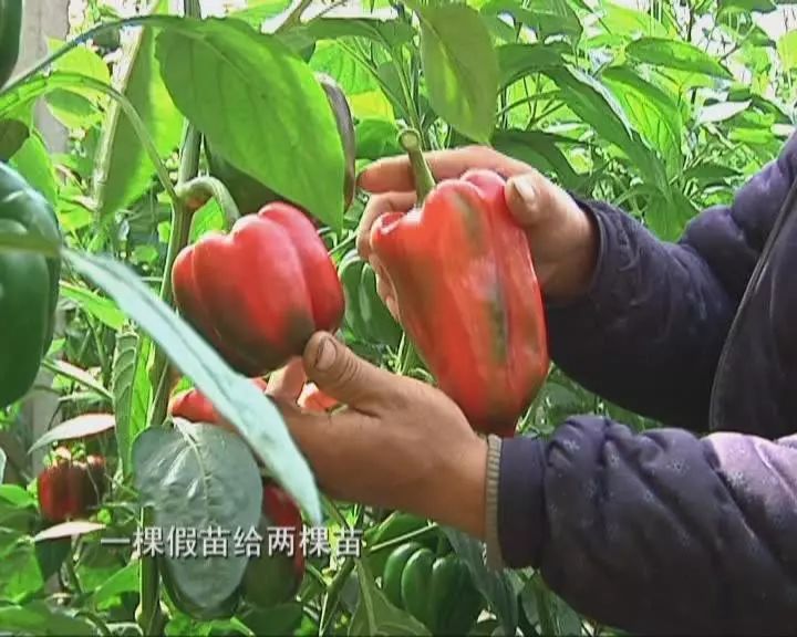 省巡视组来了，椒圆村民去了_圆叶椒草怎么修剪_圆椒