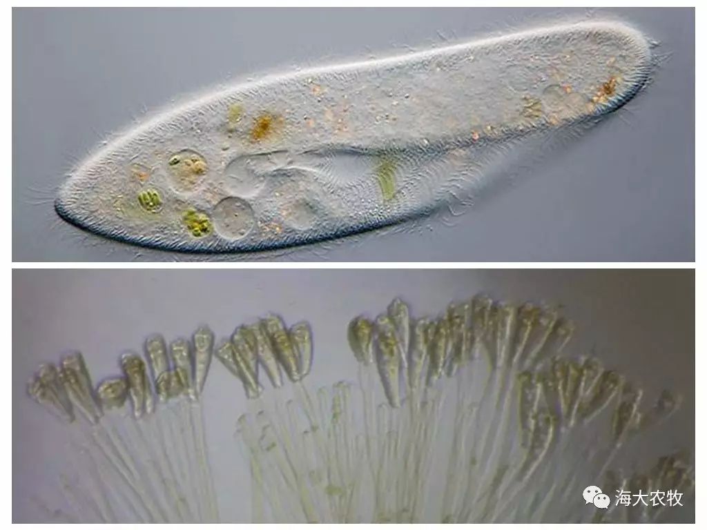 左图:草履虫 右图:钟虫