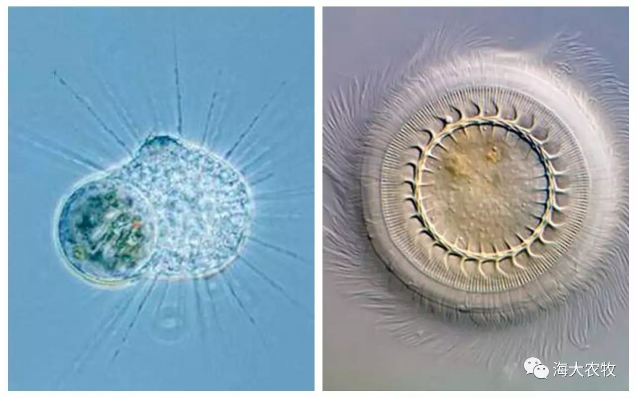 左图:太阳虫 右图:车轮虫