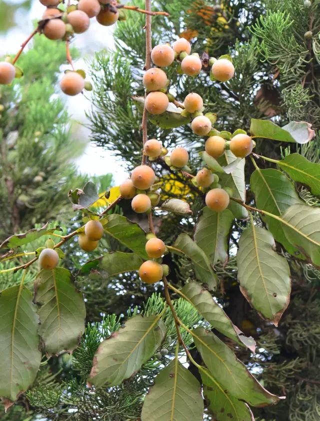 【每日异花】柿属君迁子