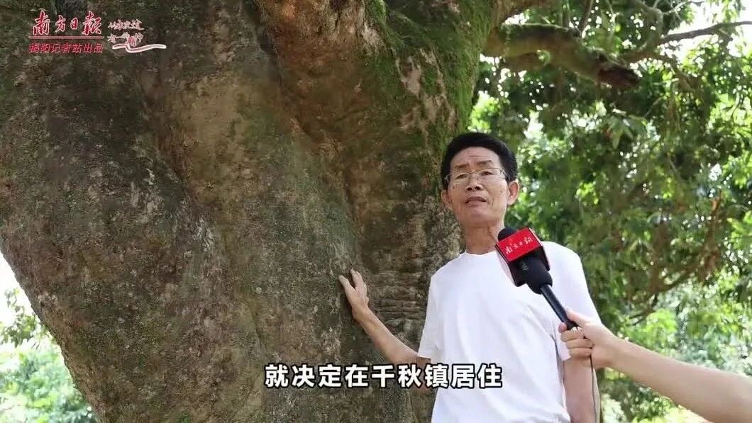 揭阳古荔枝树见证历史：宋少帝与陆秀夫曾亲临品鉴