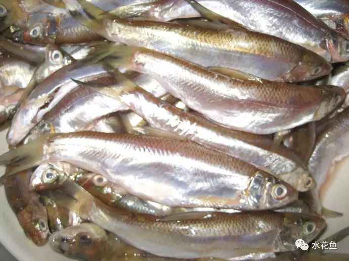 冬春季,在归州舀鱼方,我看到最多的是鲹子鱼(俗称餐子,白条,学名鲦鱼)