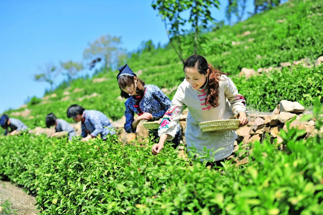 谷雨摘茶品一杯滋味鲜活的雨前茶