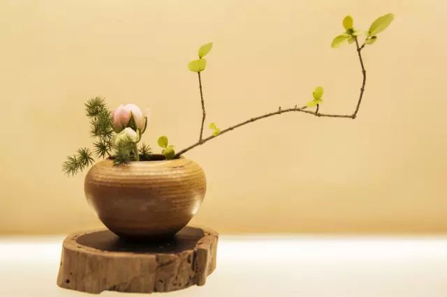 花宜茶，居家、茶室用它點綴，恬靜優雅！ 家居 第29張
