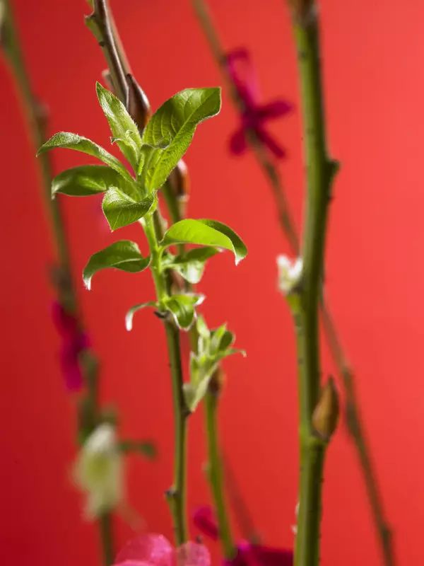 花宜茶，居家、茶室用它點綴，恬靜優雅！ 家居 第17張