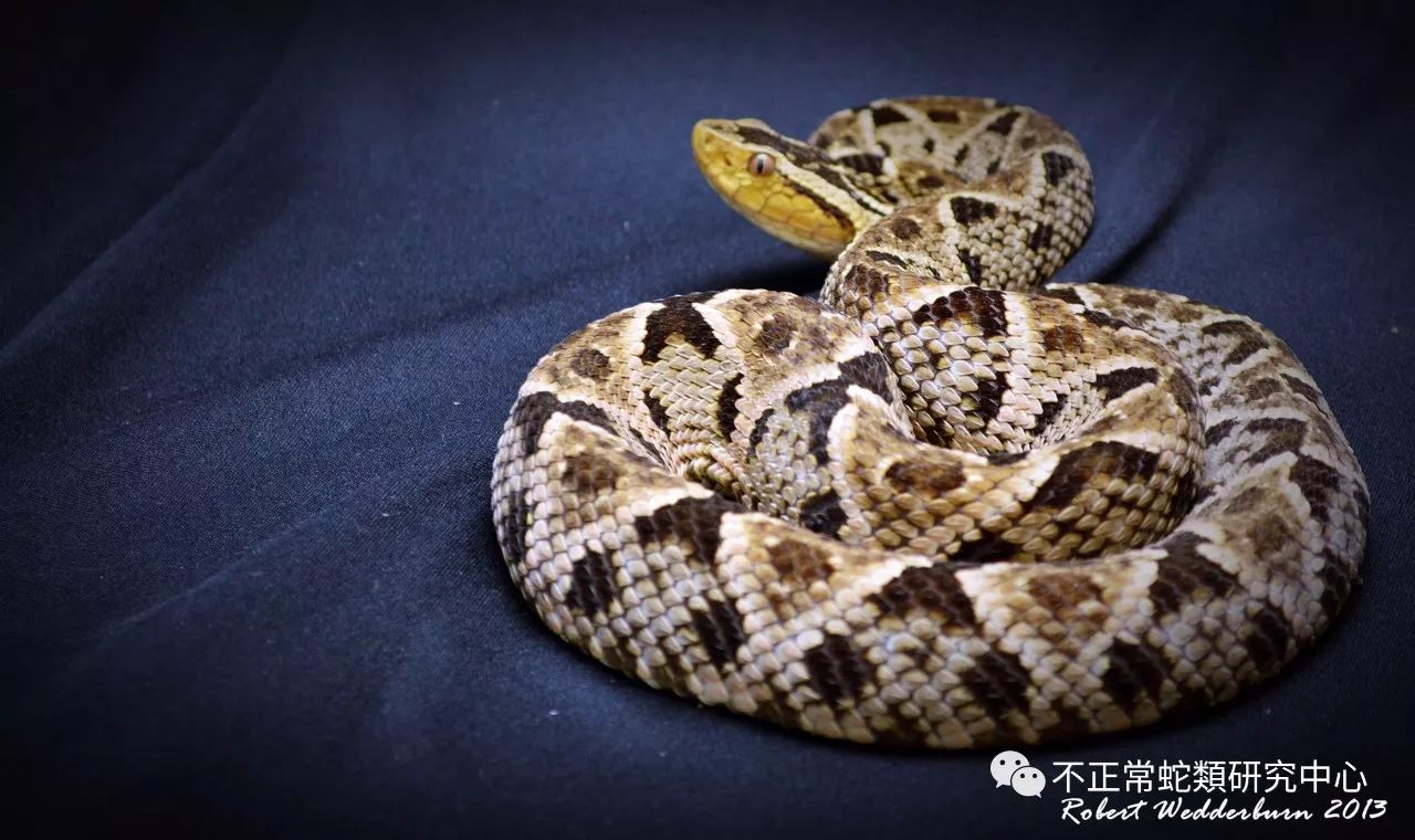 bothrops asper 三色矛头蝮