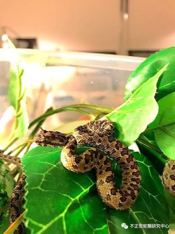 bothrops asper 三色矛头蝮