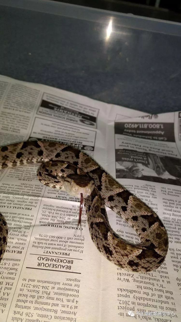 bothrops asper 三色矛头蝮