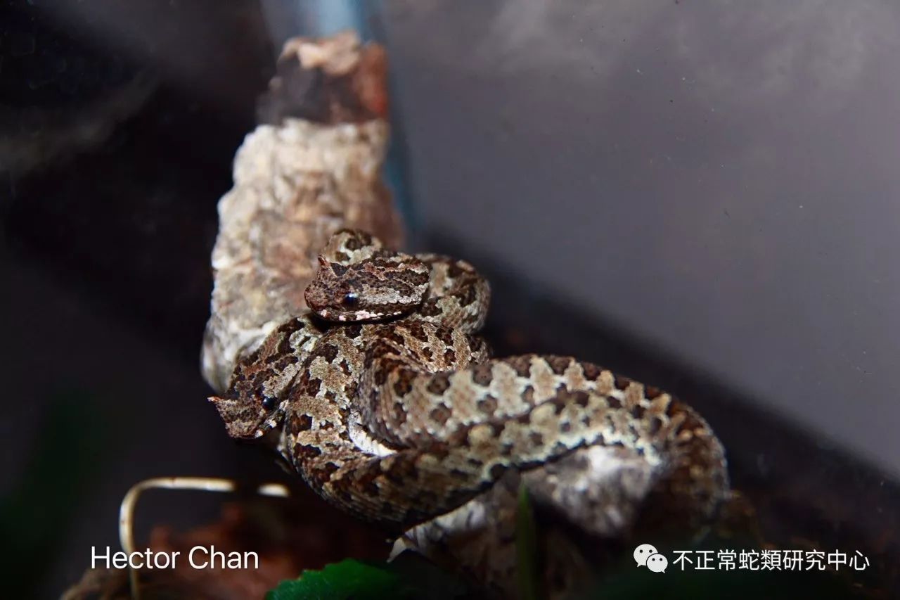 bothrops asper 三色矛头蝮