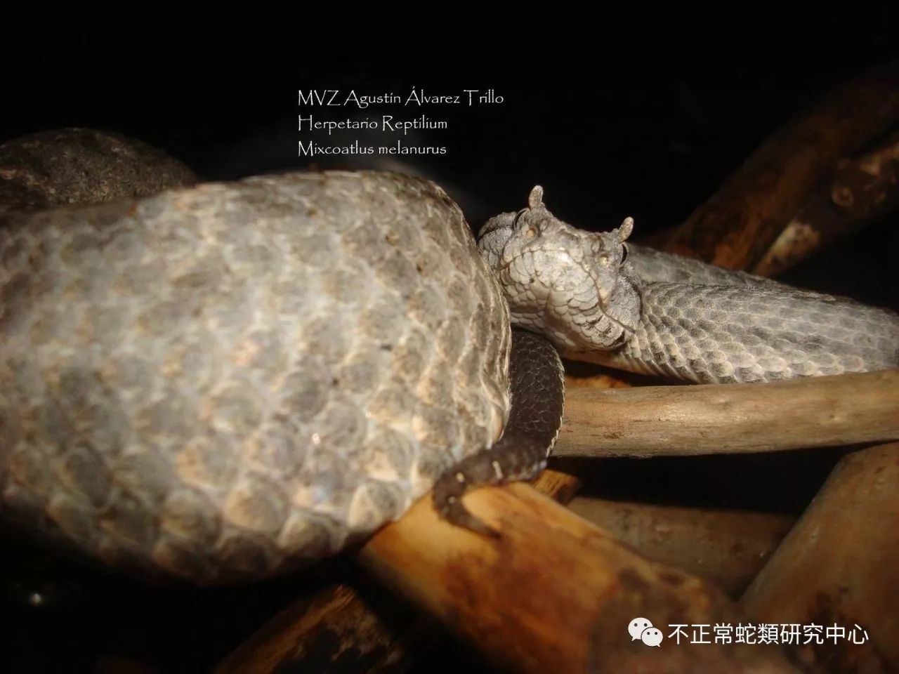 bothrops asper 三色矛头蝮