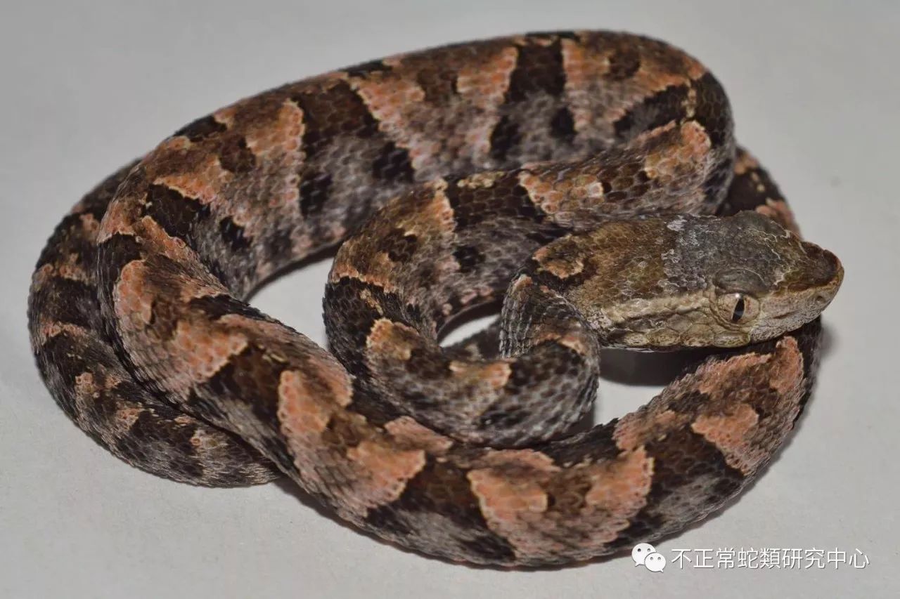 bothrops asper 三色矛头蝮