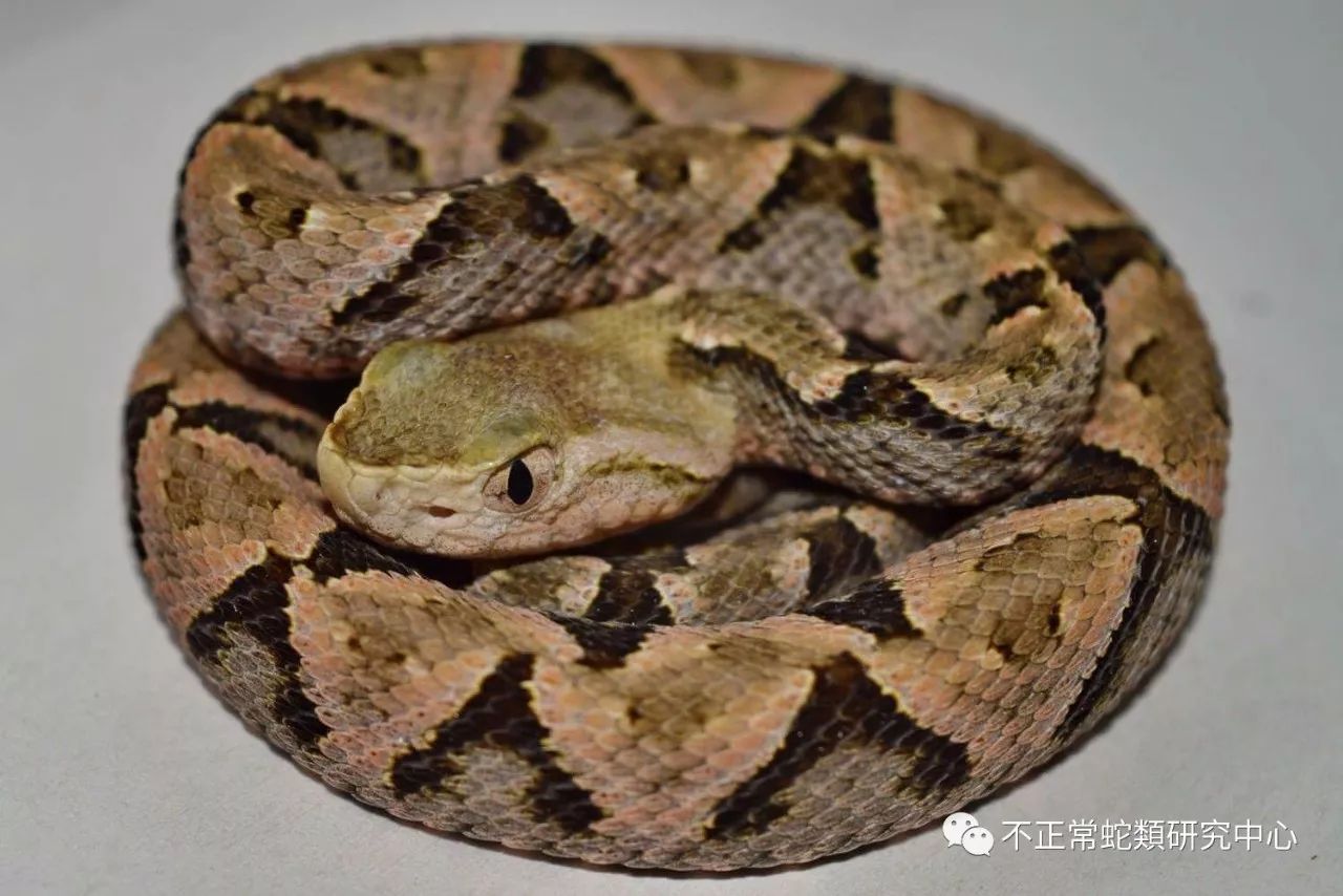 bothrops asper 三色矛头蝮