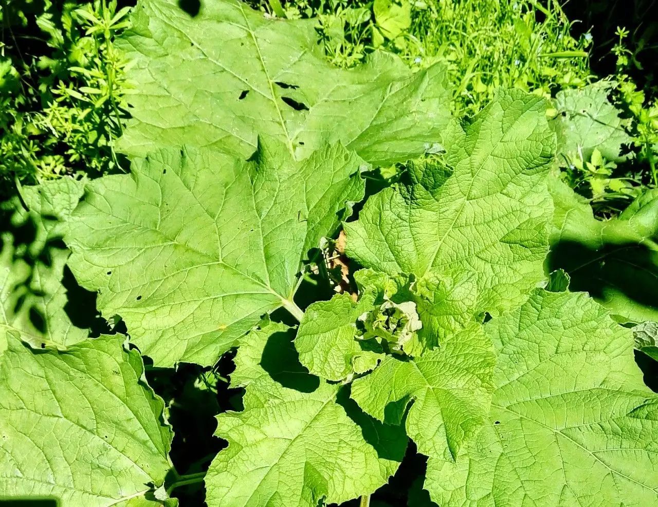 又名:恶实,大力子,东洋参,又名东洋牛鞭菜等.